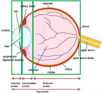 Anti-inflammatory Effects of GTE in Eye Diseases